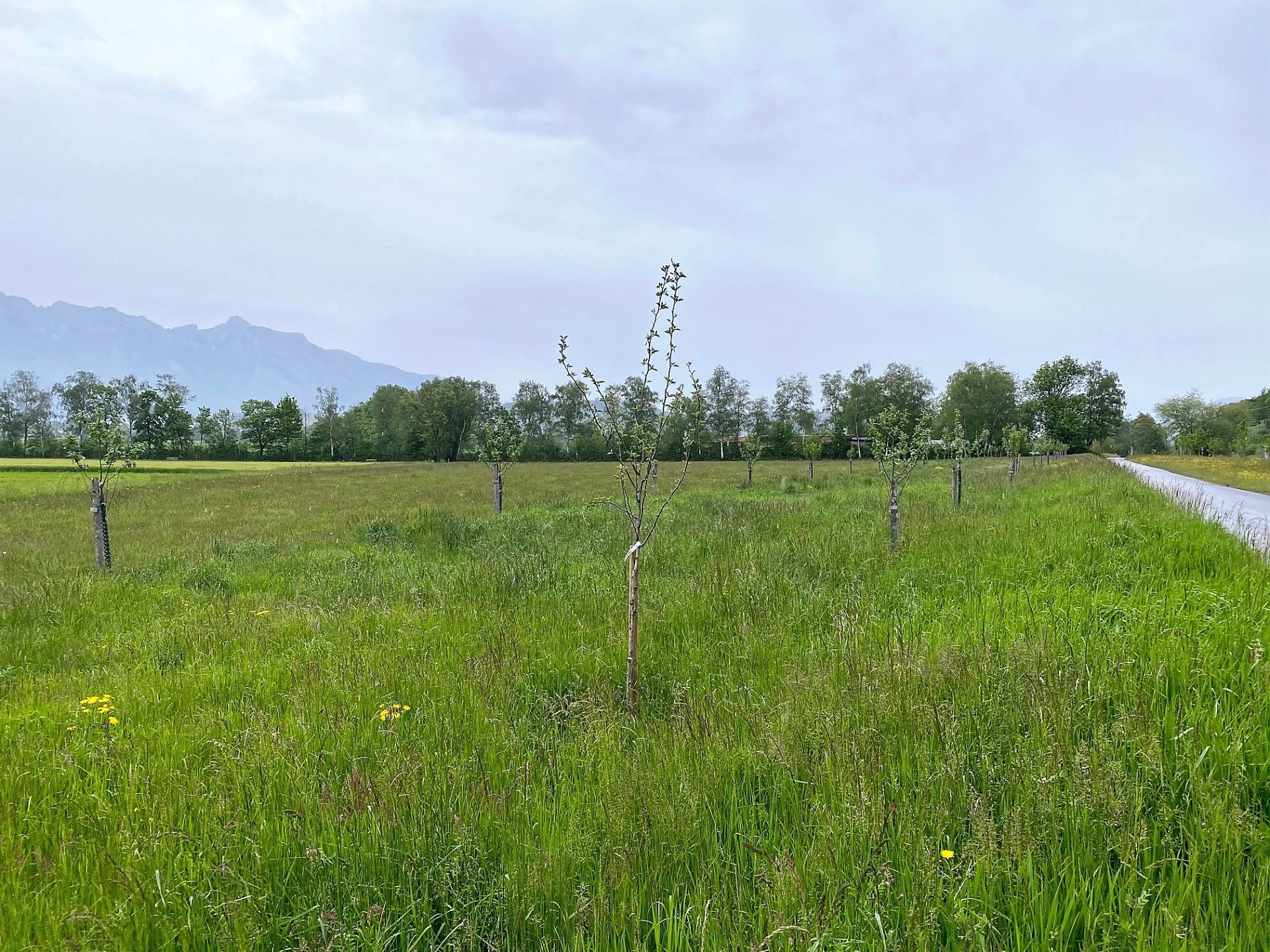 Baumbepflanzungen Schwarz Strässle.jpg