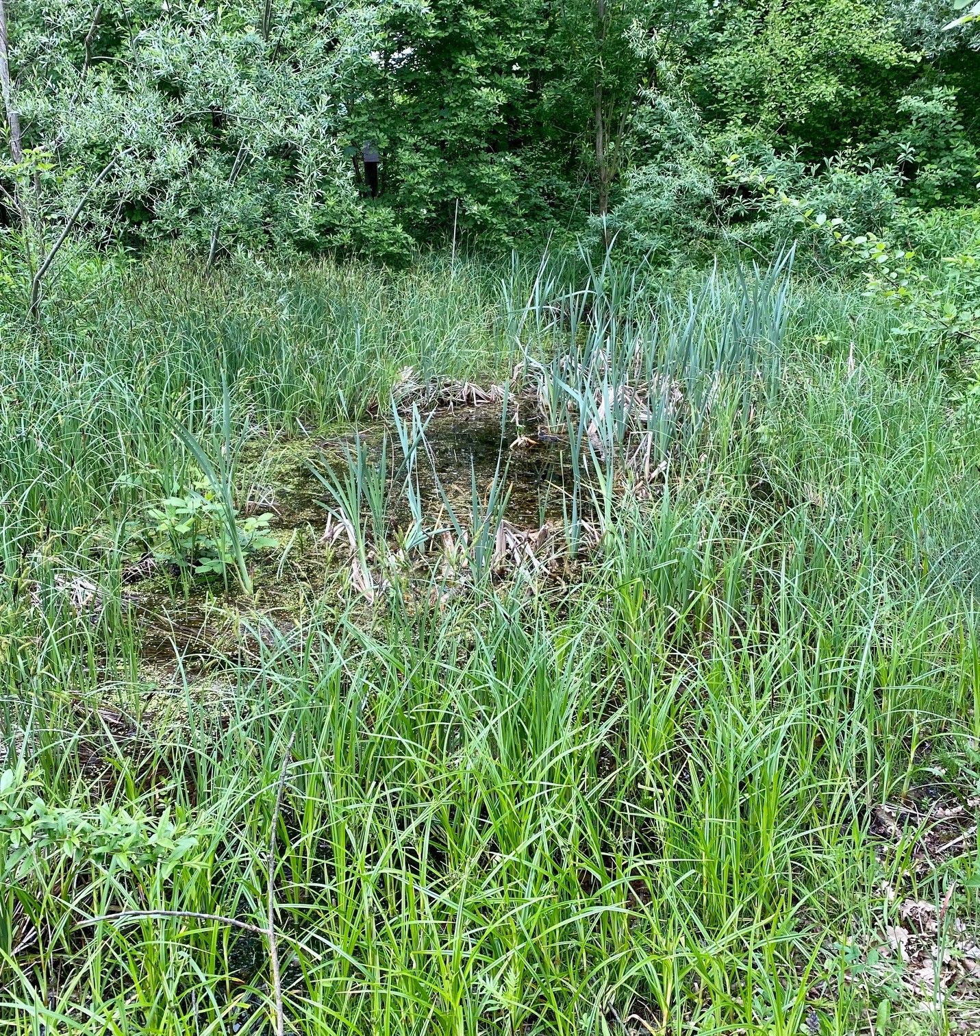 Biotiop Energiebrücke.jpg