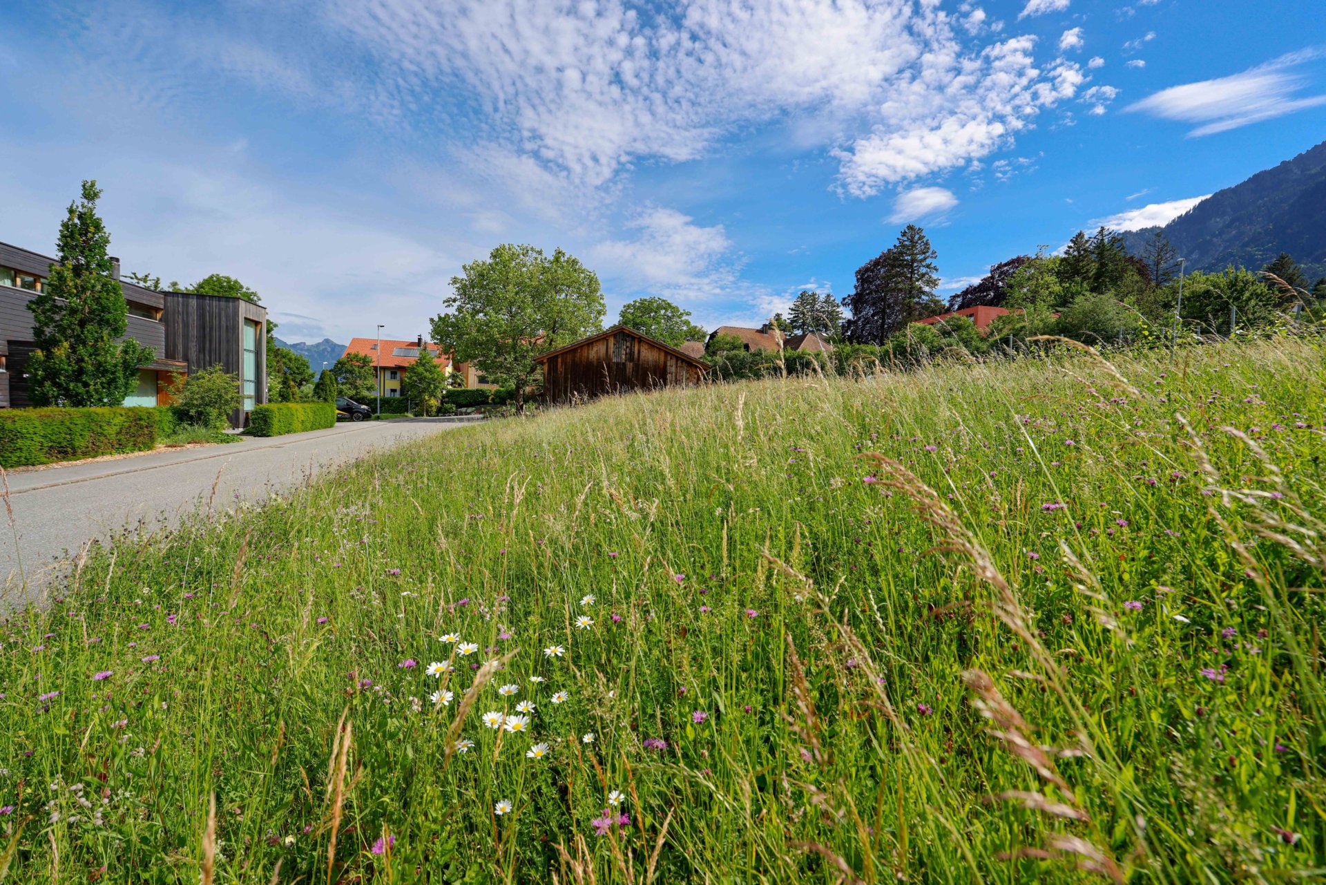 WIESE_BEIM_TORKEL_RIL9110.jpg