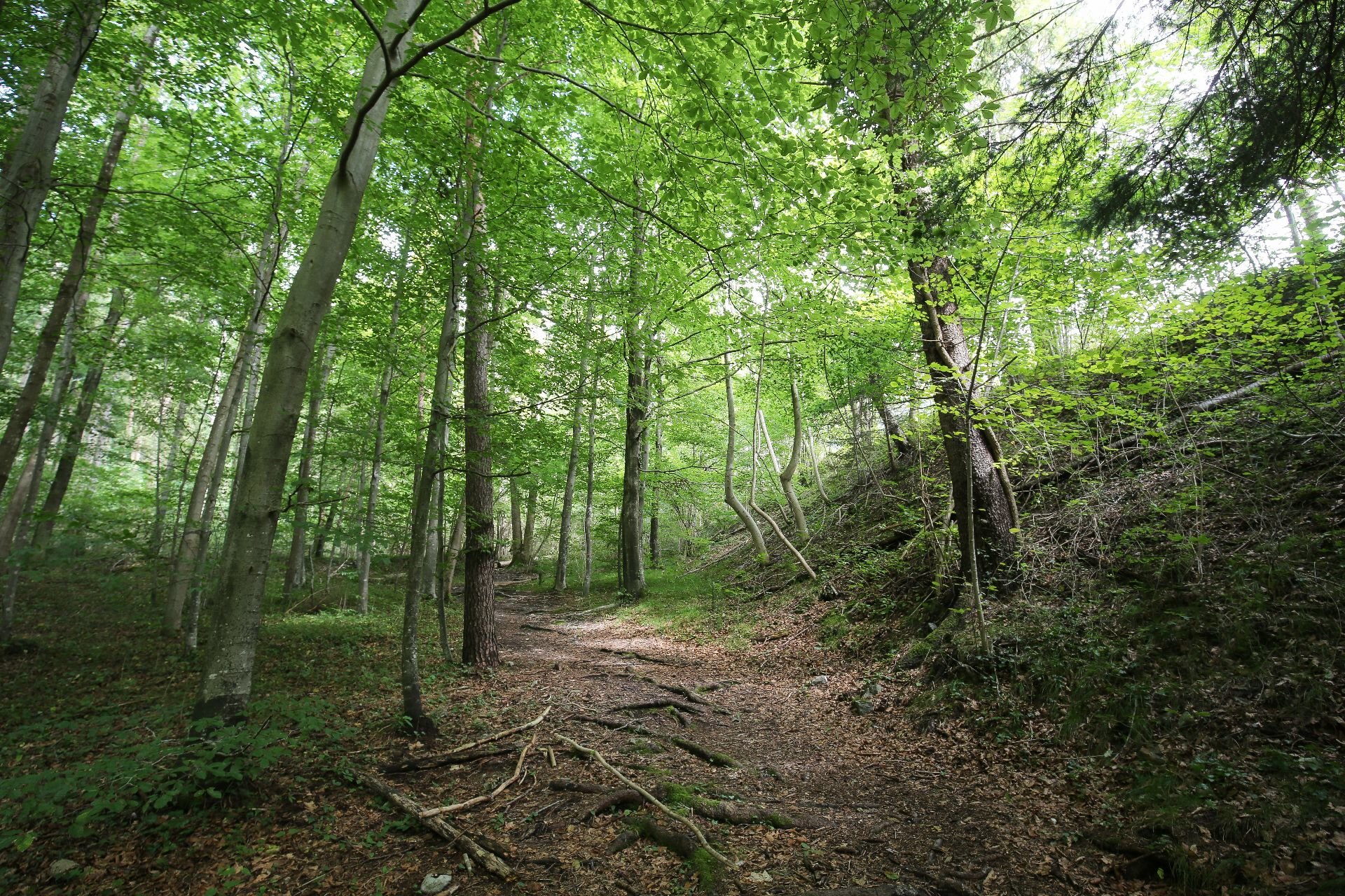 WANDERWEG_BRI_9988.jpg