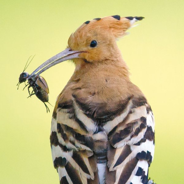 Rainer Kühnis und Georg Jäger 2020