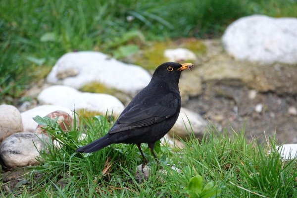 Amsel.jpg