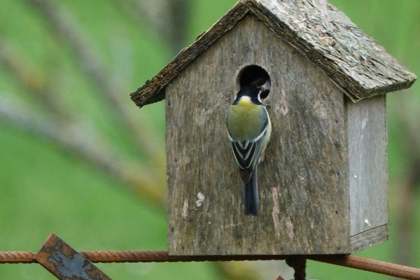 bird-3310055_1280.jpg