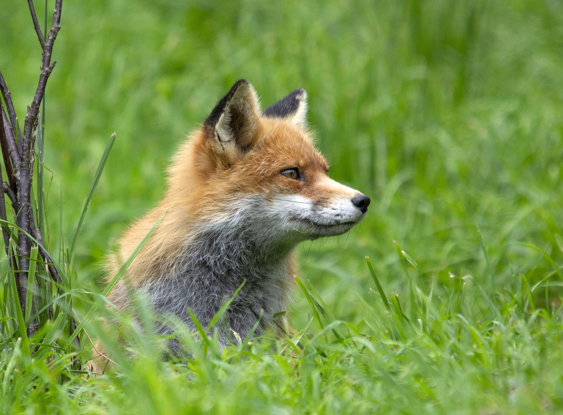 fox-g0bff03015_1920.jpg