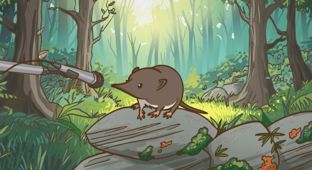 waldgeflu╠êster_07_juli_waldspitzmaus.jpg
