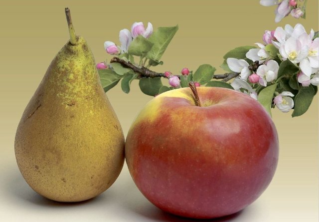 Obstbaum-Aktion.jpg