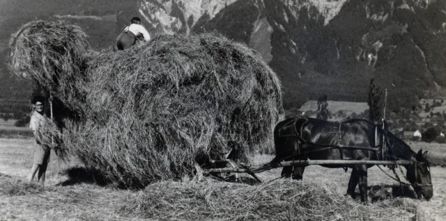 Schaaner Riet_Heuernte_Z_A_01 geschnitten 2.jpg