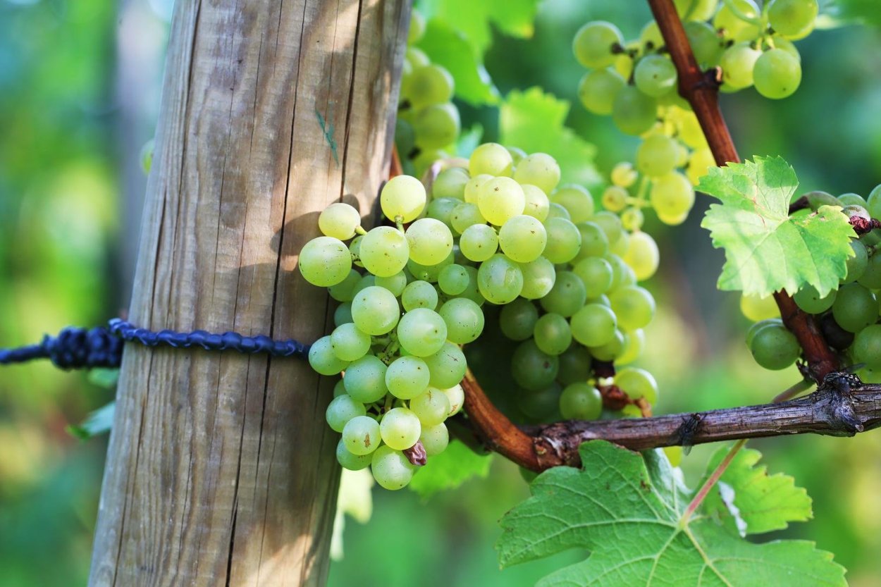 Erz&auml;hlcaf&eacute;: Weinbau in Schaan - Wurzeln und Handel