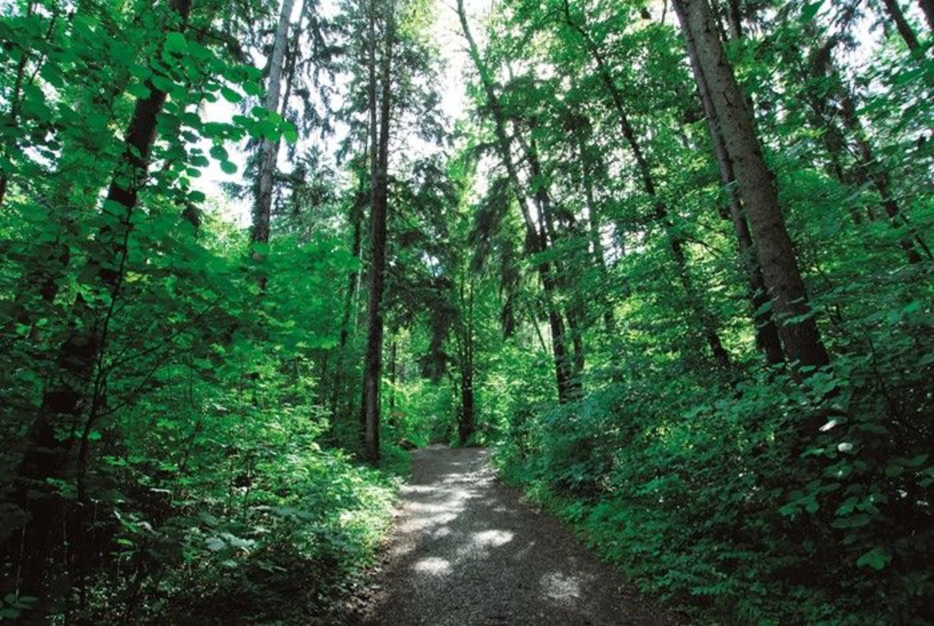 WALD_BRI1953.jpg